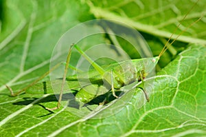 Young, green grasshopper eats the leaves in the garden