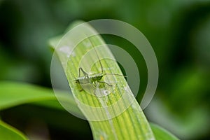 Young green grasshopper in green grass leaf