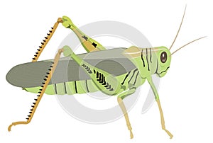 young green grasshopper insect vector illustration transparent background