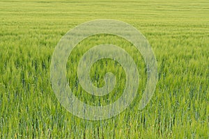 Young green growing barley grain already yielding crops