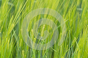 Young green growing barley grain already yielding crops
