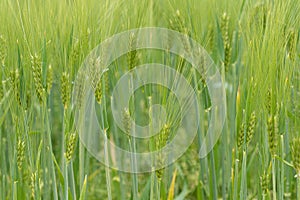 Young green growing barley grain already yielding crops