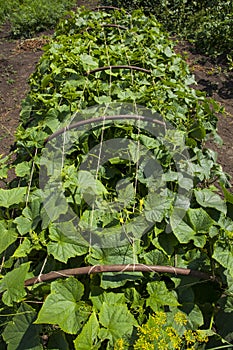 Young green growing cucumbers