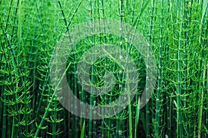 Young green growing Equisetum plants