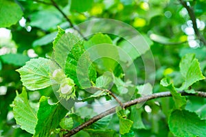 Young green hazel grow on a tree. Hazelnut tree branch with unripe nuts in green forest. Copy space.