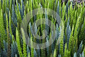 Young green Heather bushes of differen shades