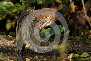 Young Green Heron Preening its Feathers