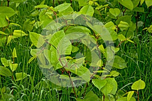 Young green Japanese knotweed plants in the grass - Fallopia japonica