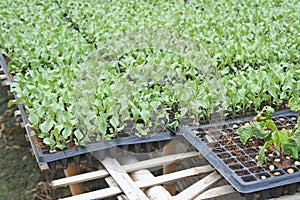 Young green kale ,plant nurseries