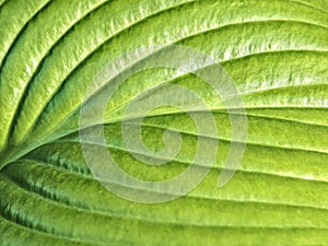 Young green leaf of hosta close up