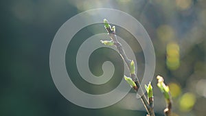 young green leaf on tree branch in spring.