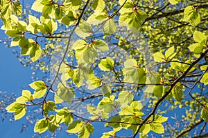 Young green leaves of a beech tree, closeup of branches
