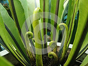 Young green leaves of Bird`s nest fern