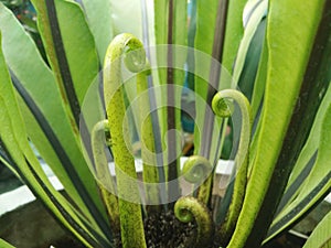 Young green leaves of Bird`s nest fern