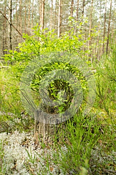 Young green leaves of blueberry growing on a tree stump in the forest in Belarus