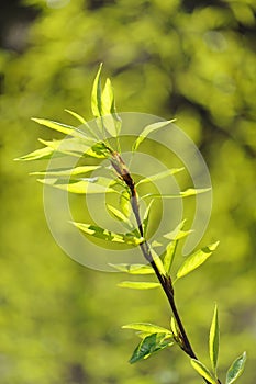 Young green leaves on branch with blurry green background