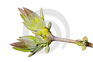 Young green leaves on the branch.