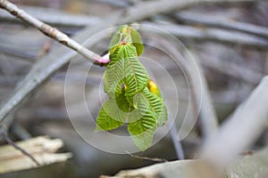 Young green leaves of the chestnut tree