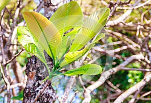 Young green leaves of great elephant apple tree, or Dillenia obovata (Blume) Hoogland.