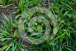 Young green leaves Lamiaceae white, or deaf nettle. grass, top view in spring