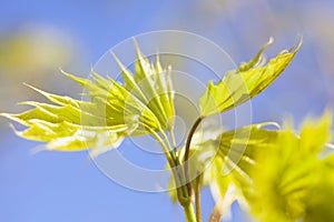 Young green leaves of the maple tree