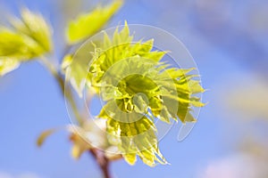 Young green leaves of the maple tree