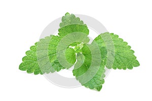 Young green leaves of mint