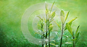 Young Green Leaves in Nature, Symbolic of Growth and Exuberance photo