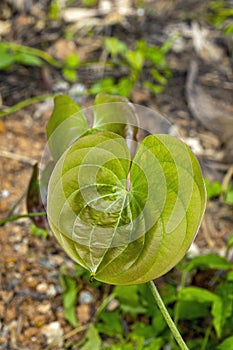 Young green Leaves of Purple yam scientific name is Dioscorea alata in natural grow