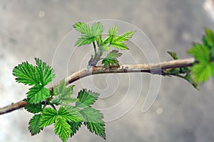 Young green leaves, shoots, raspberry branches.