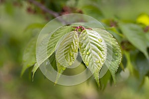 Young green leaves of small-filleted cherry, Prunus serrulat. Spring green leafy background