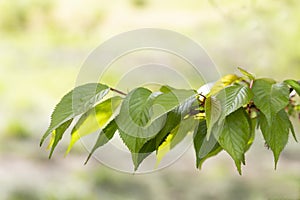 Young green leaves of small-filleted cherry, Prunus serrulat. Spring green leafy background