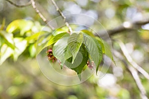 Young green leaves of small-filleted cherry, Prunus serrulat. Spring green leafy background