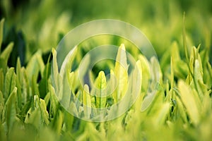 Young green leaves, springtime, growing grass.