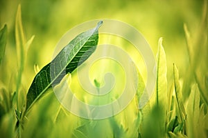 Young green leaves, springtime, growing grass.
