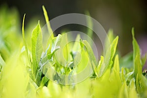 Young green leaves, springtime, growing grass.