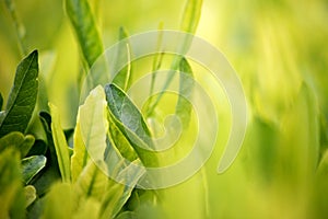 Young green leaves, springtime, growing grass.