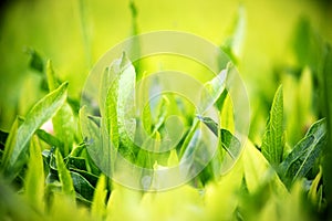 Young green leaves, springtime, growing grass.