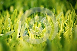 Young green leaves, springtime, growing grass.