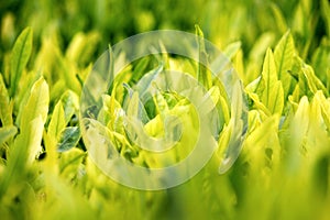 Young green leaves, springtime, growing grass.