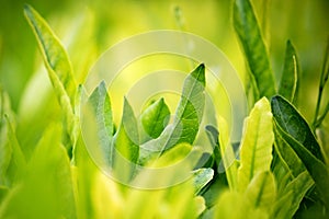 Young green leaves, springtime, growing grass.