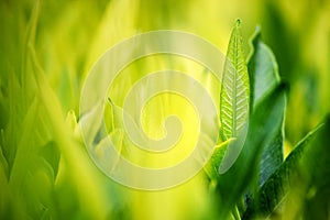 Young green leaves, springtime, growing grass.