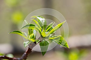 Young green leaves on a tree branch in spring. Shallow depth of field.