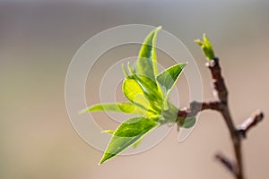 Young green leaves on a tree branch in spring. Shallow depth of field.