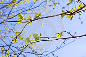 Young green leaves on a tree branch on a spring sunny day against a background of blue sky. The birch is blooming
