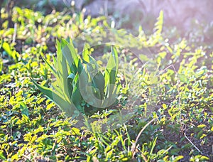 Young plants of tulip flowers growing in spring garden