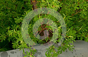 Young green leaves of wild rose. plant, flora