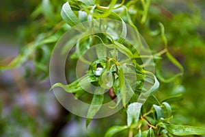 Young green leaves of the willow