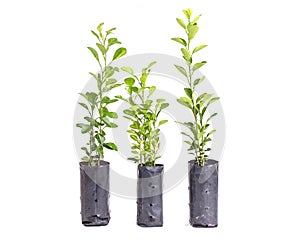 Young green lemon tree in plastic bag isolated on white background
