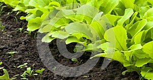 Young Green Lettuce Salad in Greenhouse